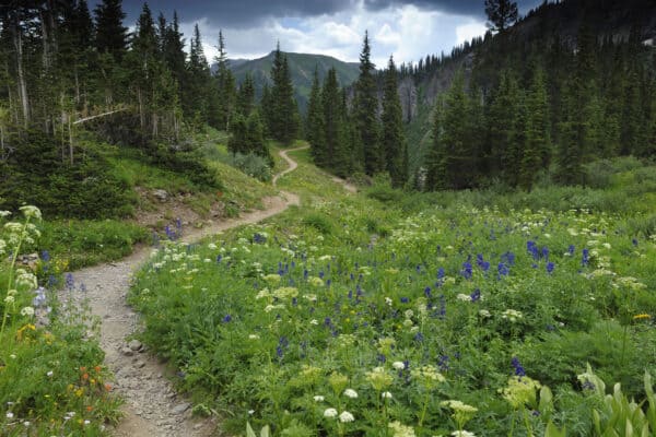 trail through mountains and wildflowers