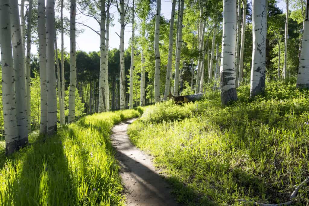 trail among Aspen trees