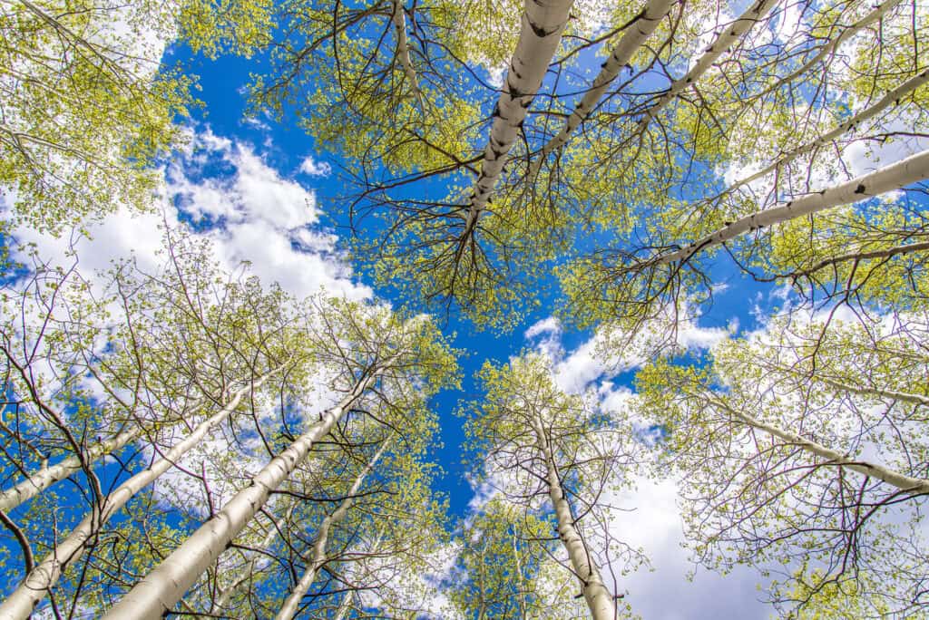 Aspen trees from ground up